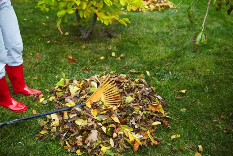 Faut-il enlever les feuilles mortes sous les haies ?, Coutras, Guillaume Paysage