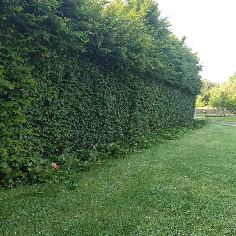 Taille de haie Saint-André-de-Cubzac, Coutras, Guillaume Paysage